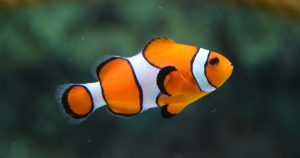 clown fish