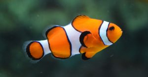 clown fish