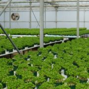 Commercial farm
