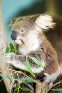 Koala 2