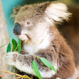 Koala 3