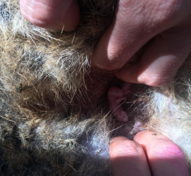 Pregnant wallaby