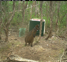 Wallaby footage image