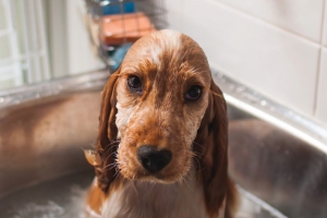 Dog tub