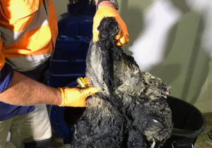 Gloved hands holding a clump of wet wipes extracted from a pipe