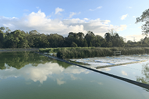 Floating wetlands